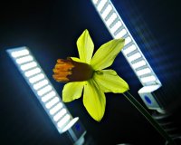 LED lighting demo. 2016-02-10 daffodil lit by two 1000 lumen continuous daylight LED studio lights