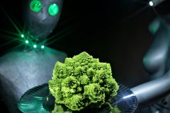 LED lighting demo. 2016-11-05 The Aliens and the Romanesco