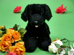 Estella-Rose as Dorothy