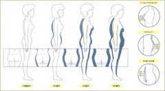 diagram - body ages